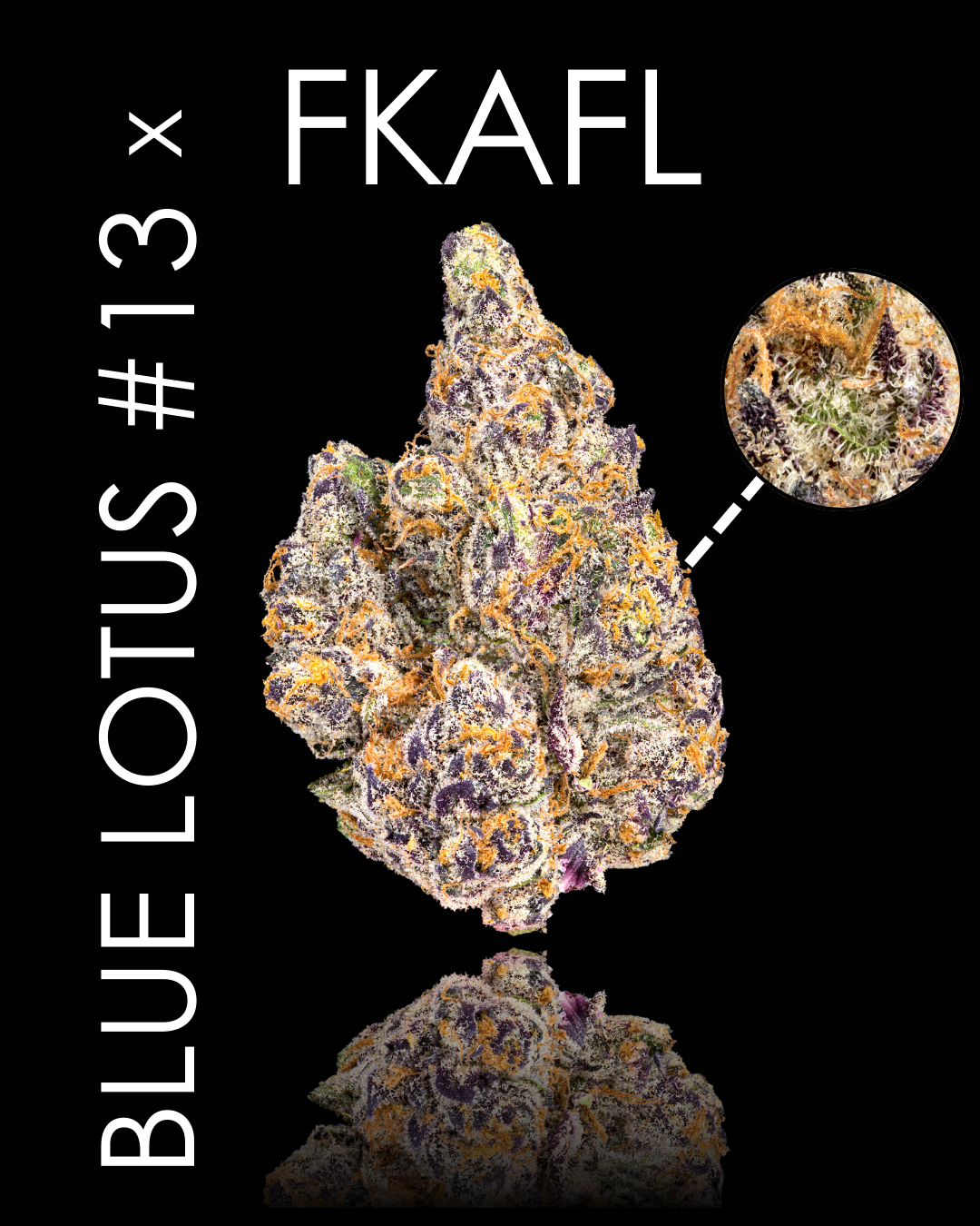 R&D Strains | Spring 2025 — MAVEN GENETICS